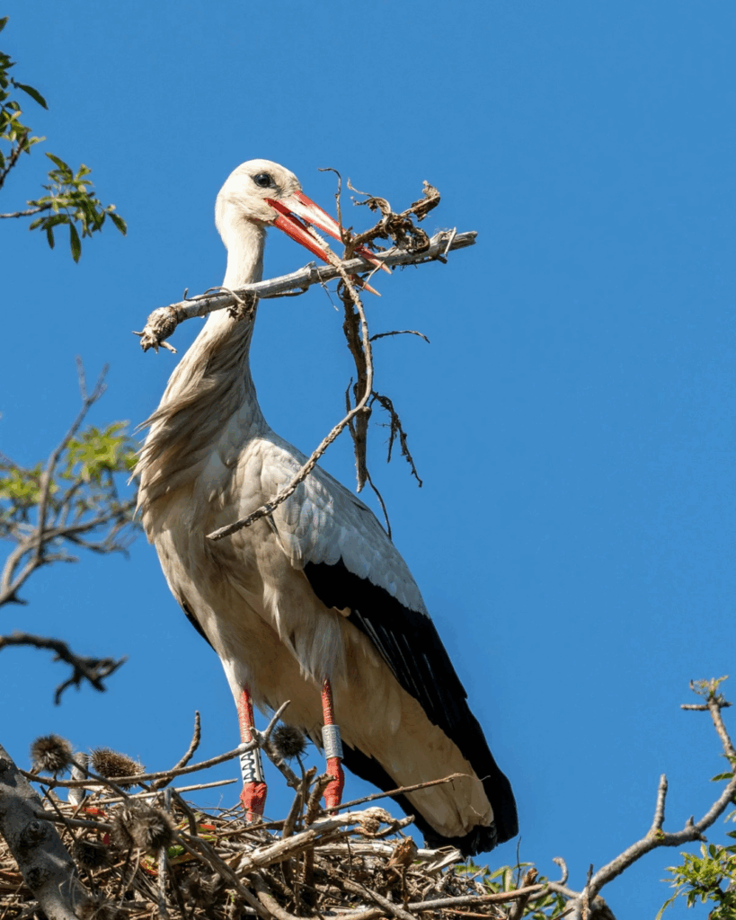 Storchennest Rastatt AfD